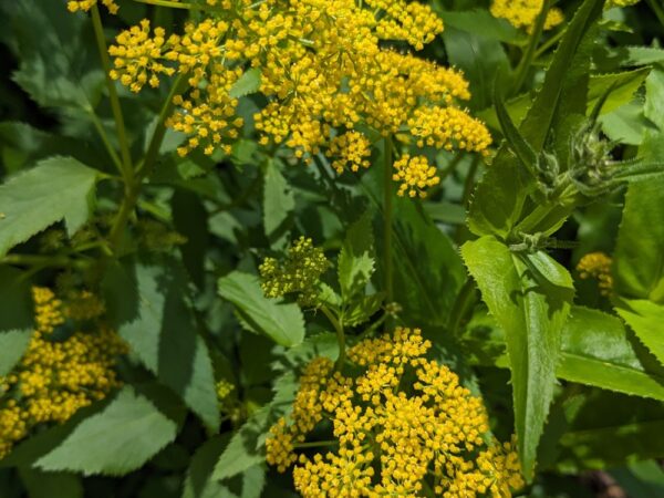 Golden Alexander