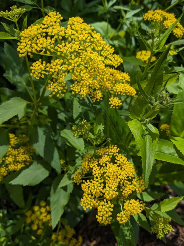Golden Alexander