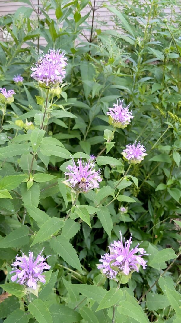 Wild Bergamot