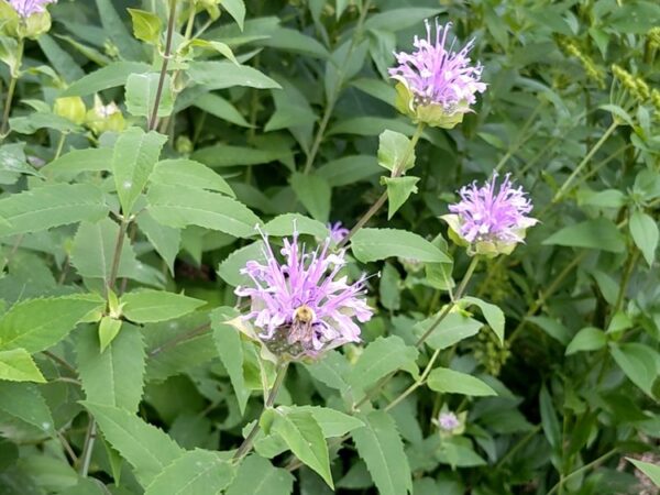 Wild Bergamot