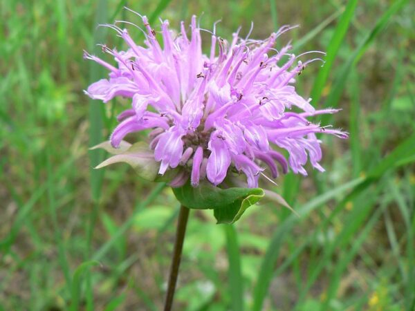 Wild Bergamot - Image 2