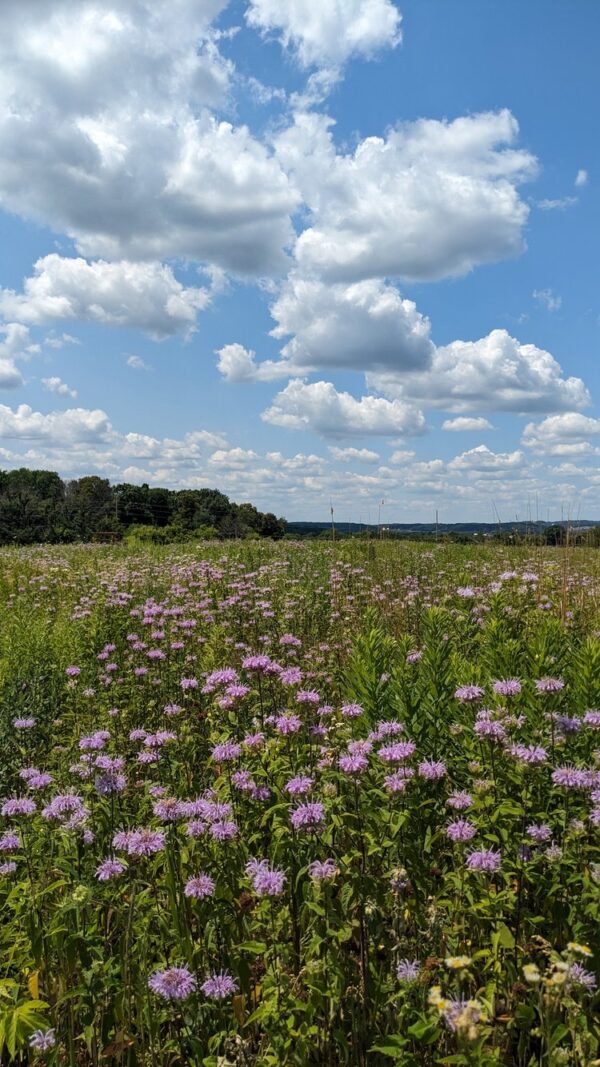 Wild Bergamot - Image 3