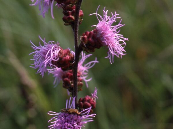 Meadow Blazingstar