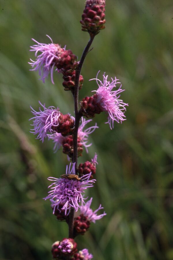 Meadow Blazingstar
