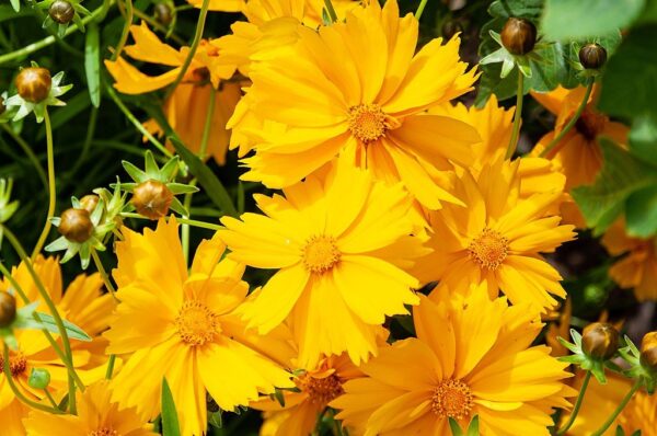 Lance-Leaf Coreopsis - Image 2