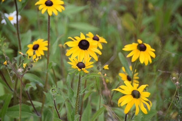 Black Eyed Susan