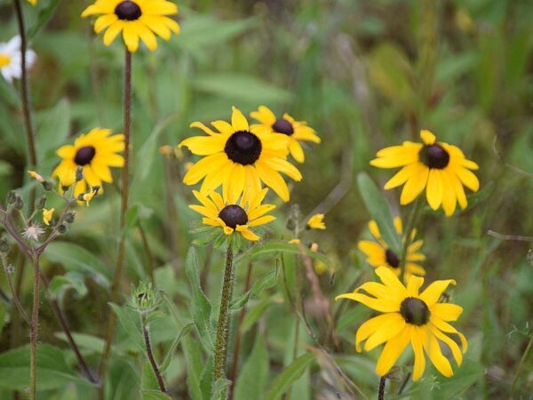 Black Eyed Susan