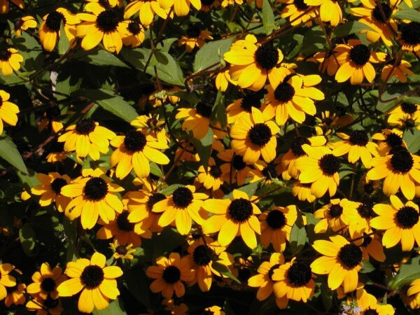 Brown Eyed Susan