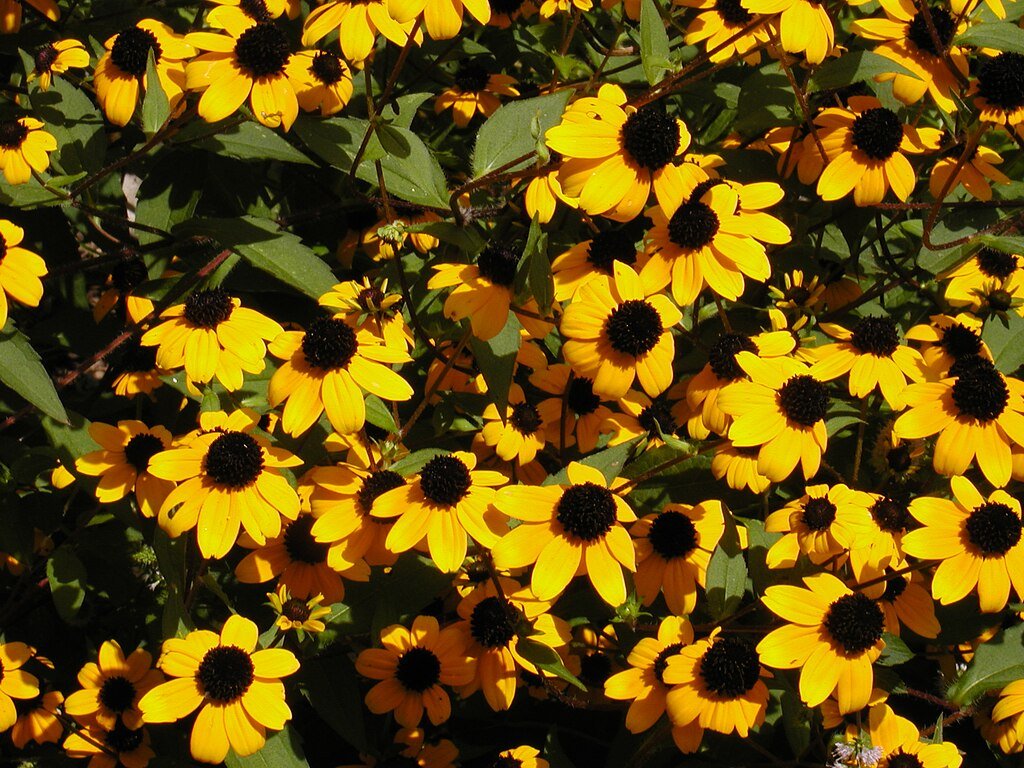Brown Eyed Susan