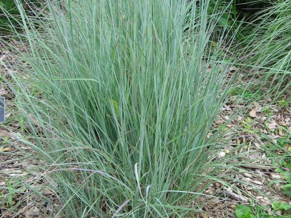Little Bluestem