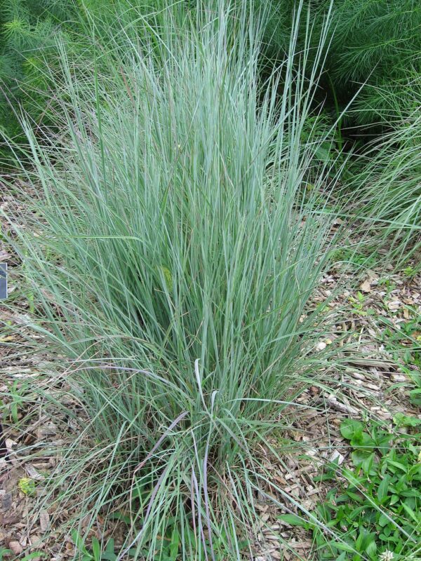 Little Bluestem