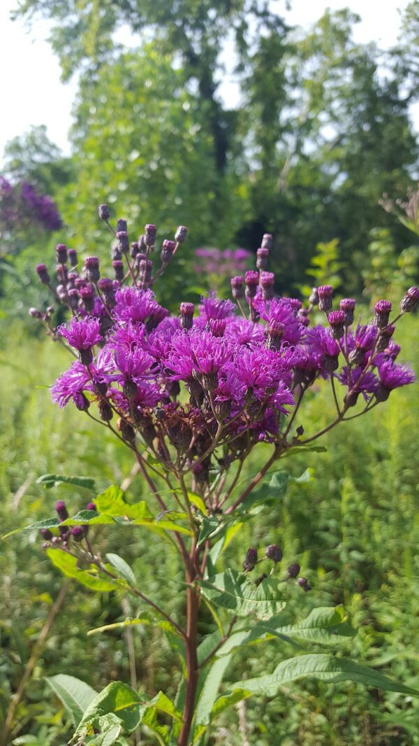 Sweet Joe Pye Weed