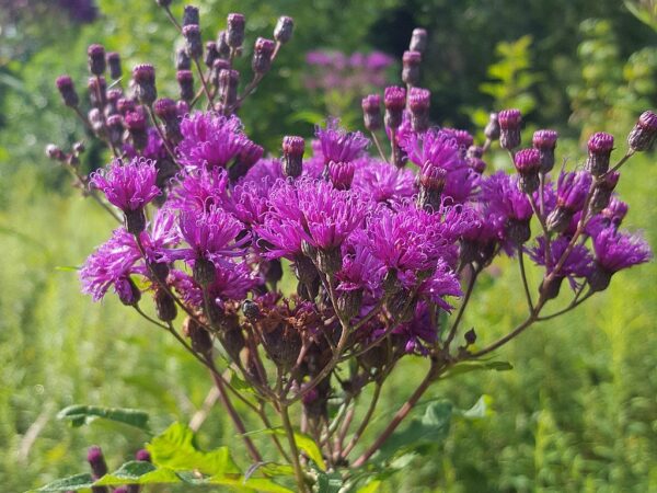 Sweet Joe Pye Weed