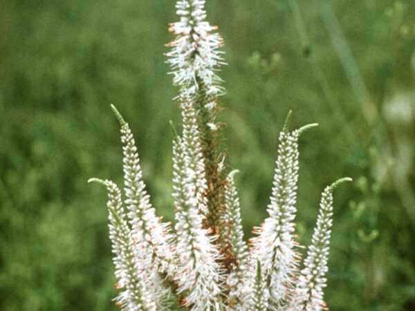 Culver's Root