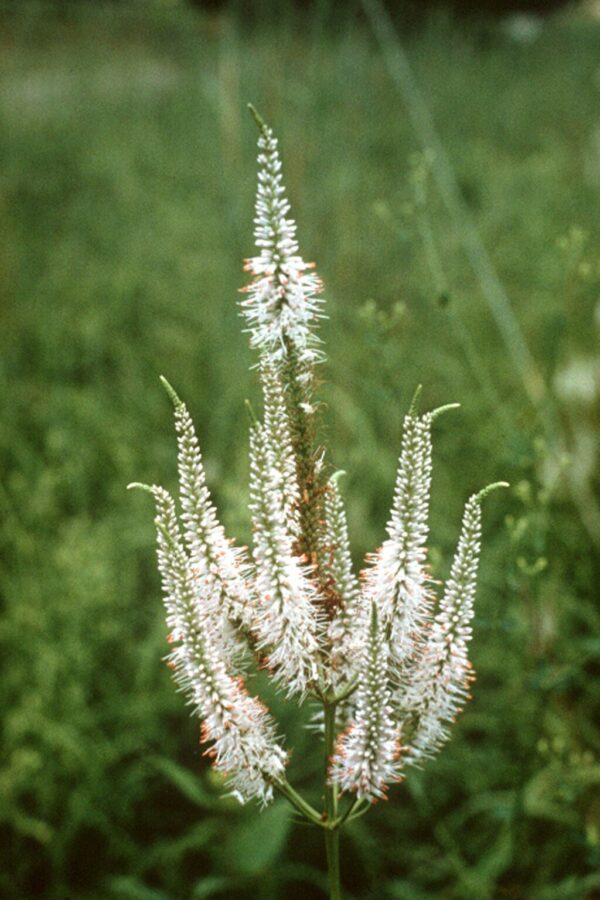 Culver's Root