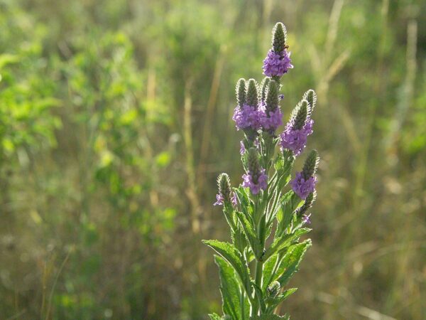 Hoary Vervain
