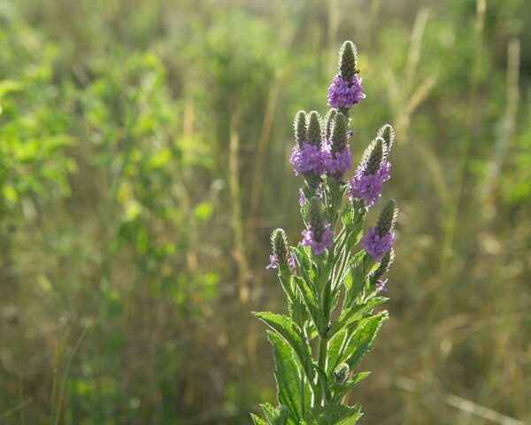 Hoary Vervain