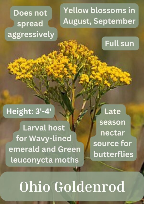 Ohio Goldenrod - Image 2