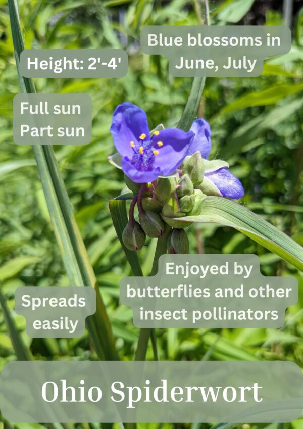 Ohio Spiderwort - Image 2