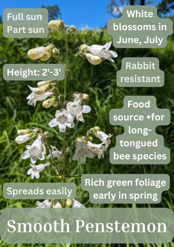 Smooth Penstemon - Image 2