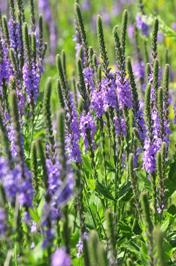 Hoary Vervain - Image 2