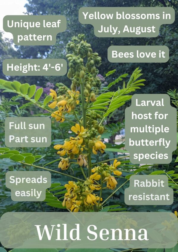 Wild Senna - Image 2
