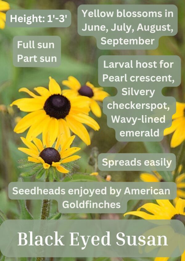 Black Eyed Susan - Image 2