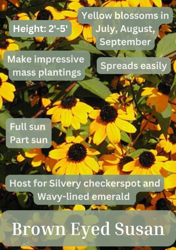 Brown Eyed Susan - Image 2