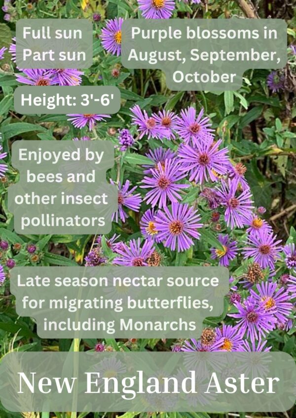 New England Aster - Image 2