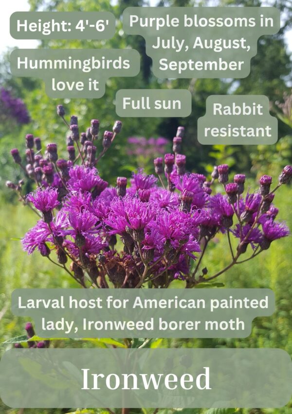 Sweet Joe Pye Weed - Image 2