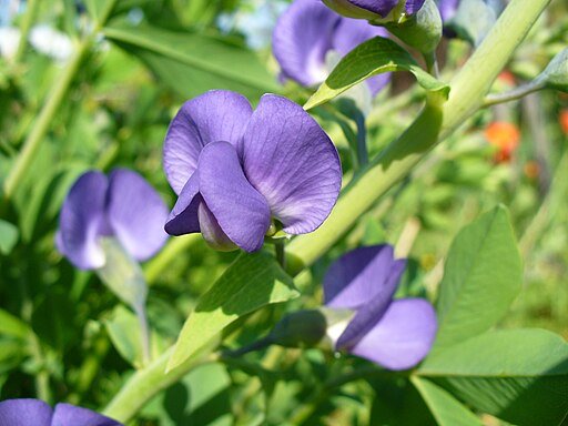 Blue False Indigo