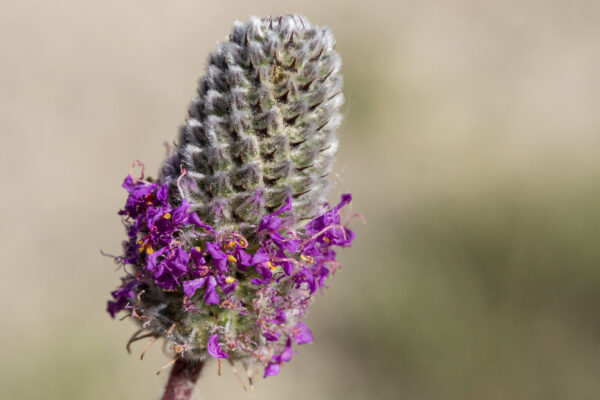 Purple Prairie Clover