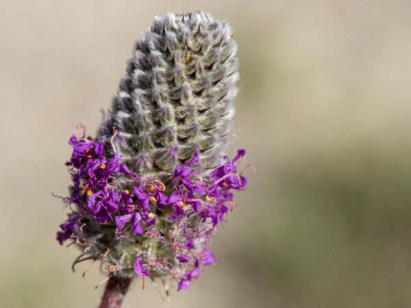 Purple Prairie Clover