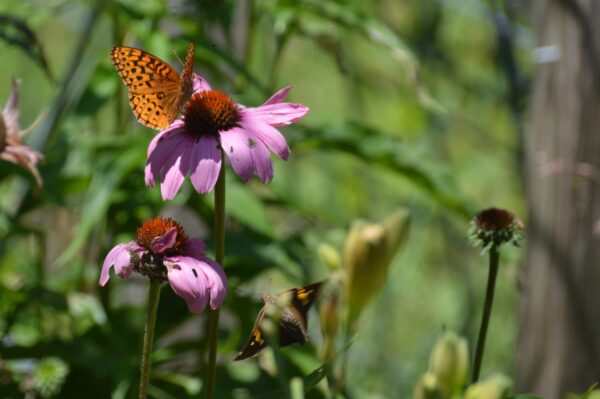 Purple Coneflower