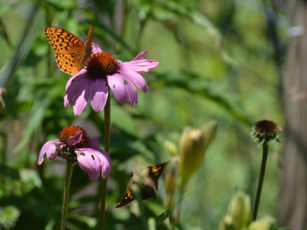 Purple Coneflower
