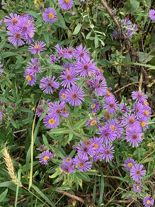 New England Aster