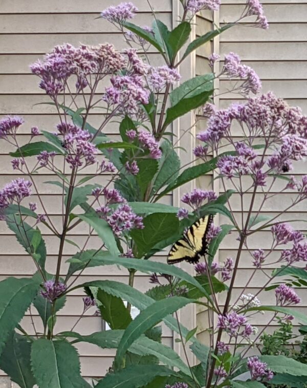 Showy Goldenrod - Image 2