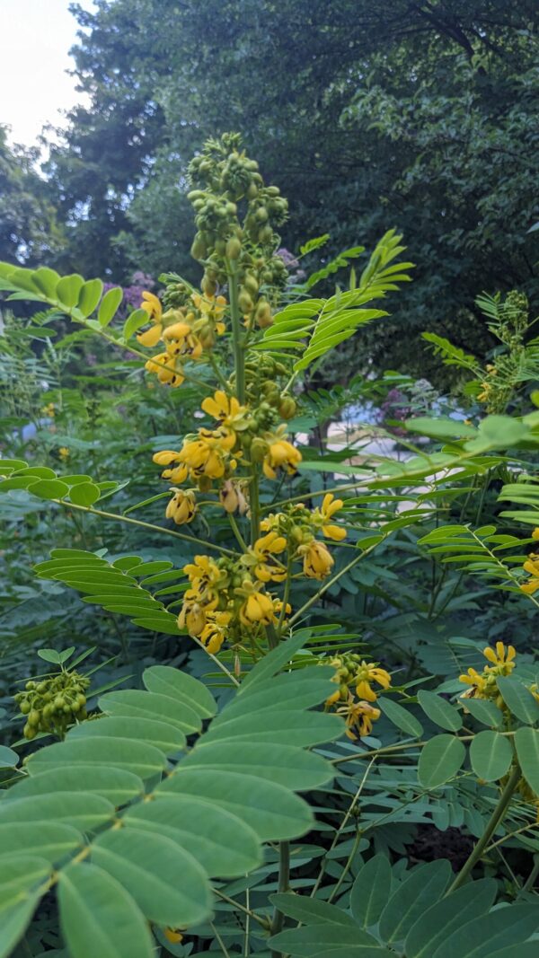 Wild Senna