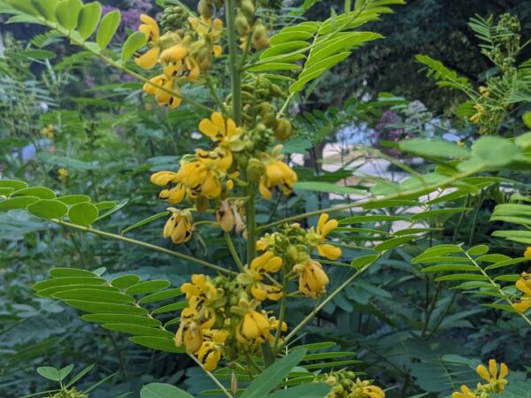 Wild Senna