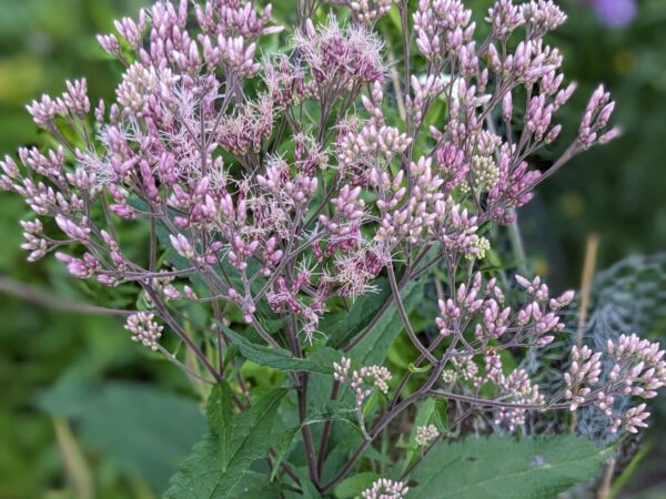 Showy Goldenrod