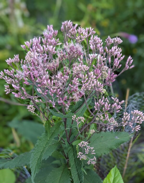Showy Goldenrod