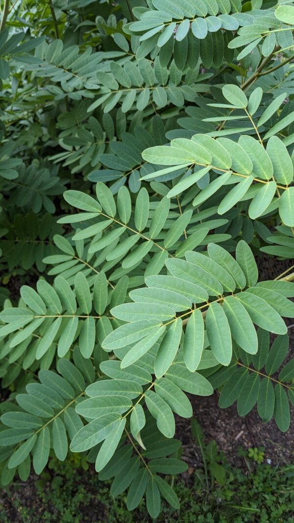 Wild Senna - Image 3