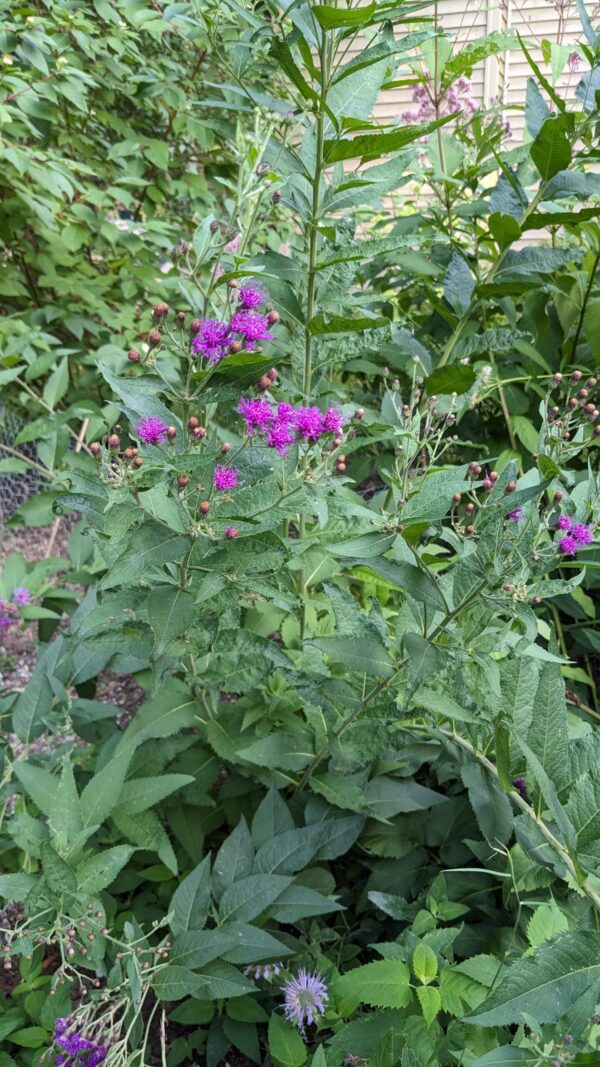 Sweet Joe Pye Weed - Image 3