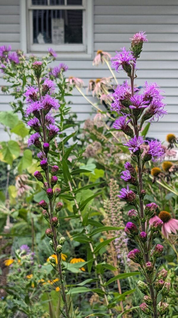 Meadow Blazingstar - Image 4