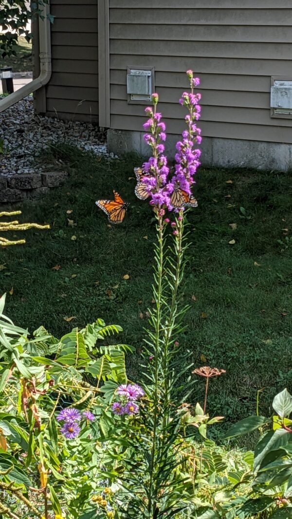Meadow Blazingstar - Image 2