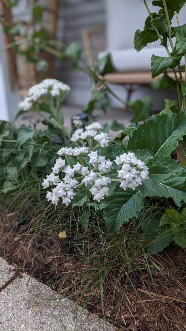 Wild Quinine - Image 2