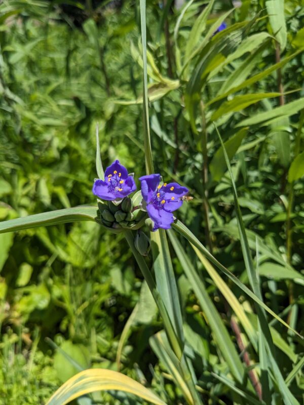 Ohio Spiderwort - Image 4