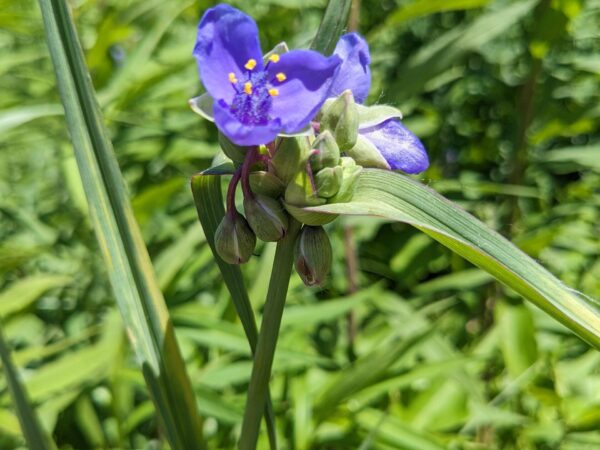 Ohio Spiderwort