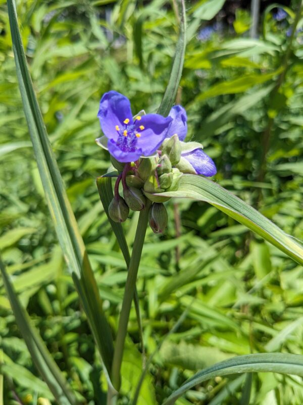 Ohio Spiderwort