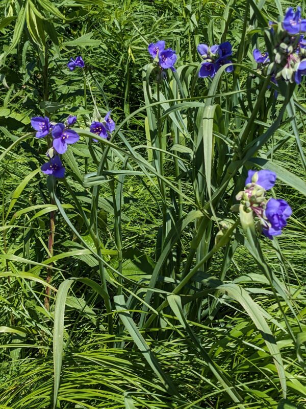 Ohio Spiderwort - Image 3